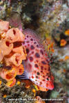 Coral Hawkfish