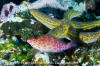 Coral Hawkfish