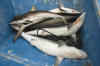 Dead pacific sharpnose sharks
