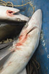 Dead Pacific Sharpnose Shark
