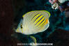 Dotanddash Butterflyfish