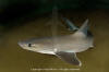 smooth dogfish / dusky smoothhound shark 003