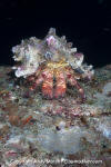 Elegant Hermit Crab
