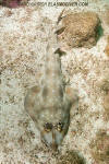 Gorgona Guitarfish