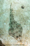 Gorgona Guitarfish