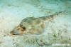 Gorgona Guitarfish