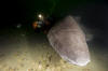 greenland shark picture