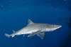 Gulf of Mexico Smoothhound Shark 010