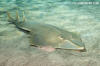 Halavi Guitarfish