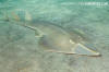 Halavi Guitarfish