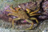 Helmet Crab - Cancer cheiragonus
