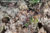 Indonesian Speckled Carpetshark