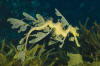 Leafy Sea Dragon 005 picture