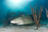 Lemon Shark