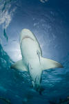 Lemon Shark