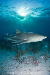 Lemon Shark