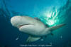 Lemon Shark