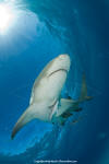 Lemon Shark 204