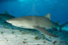 Lemon Shark 