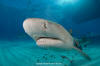 Lemon Shark 