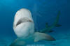 Lemon Shark 