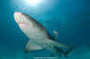 Lemon Shark 