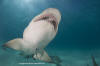 Lemon Shark 249