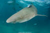 Lemon Shark 