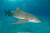 Lemon Shark 