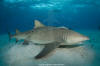 Lemon Shark 351