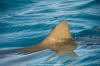 Lemon Shark 438