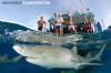 Lemon Shark