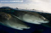 Lemon Shark