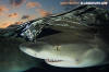 Lemon Shark