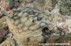 Leopard Round Stingray