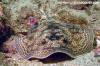 Leopard Round Stingray