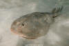 Lesser Electric Ray 068