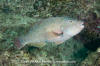 Loosetooth Parrotfish