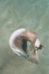 Threat posture of marbled torpedo ray.