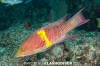 Mexican Hogfish