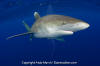 Oceanic Whitetip Shark 264