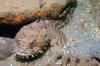 Oyster Toadfish 001