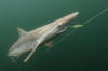 Pacific Sharpnose Shark Longline