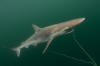 Pacific sharpnose shark on longline