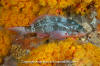 Pacific Creolefish