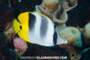 Pacific Doublesaddle Butterflyfish