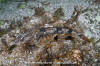 Pacific Staghorn Sculpin