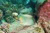 Panamic Green Moray Eel
