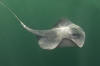 Pelagic stingray pic