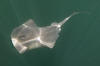 Pelagic stingray image